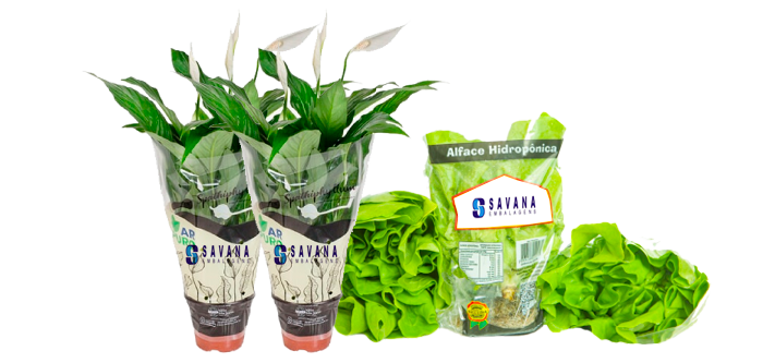 Embalagem cônica para Verdura